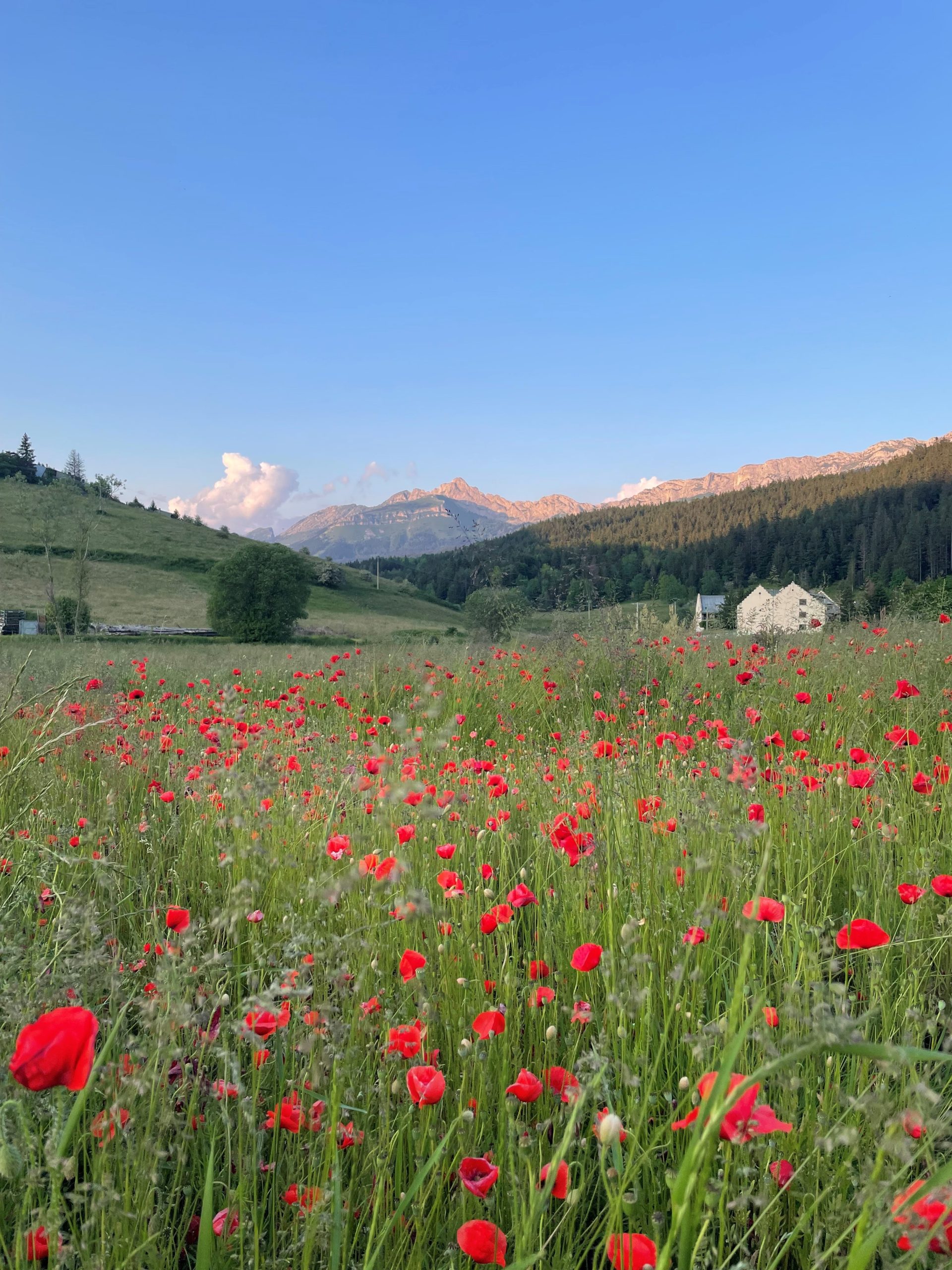 Poppies scaled